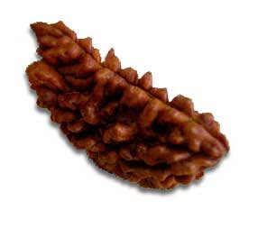 One face Rudraksha