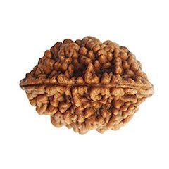 Two Face Rudraksha