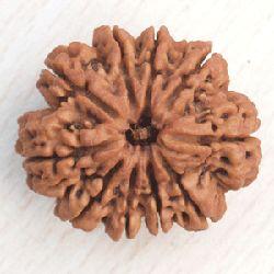 Ten Face Rudraksha