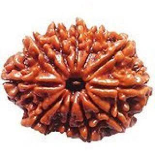 Eleven Face Rudraksha