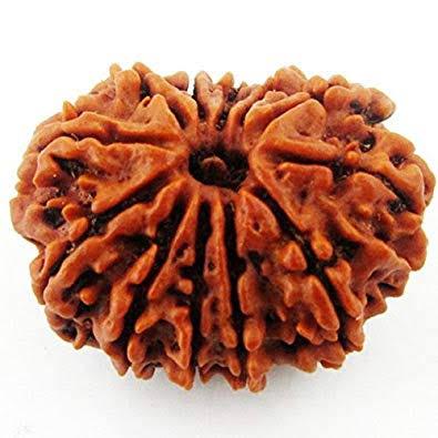 Twelve Face Rudraksha