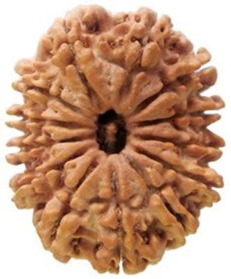 Thirteen Face Rudraksha