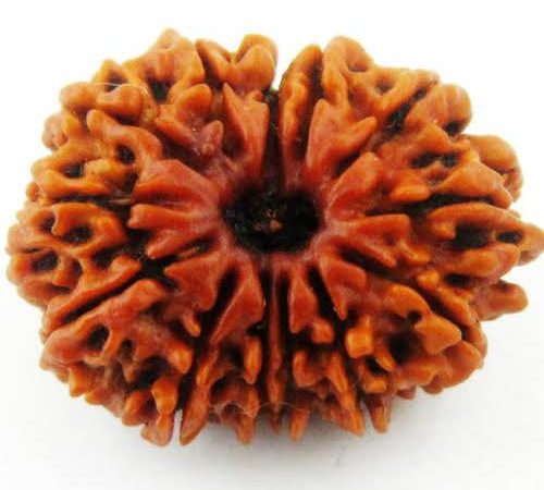 Fourteen Face Rudraksha