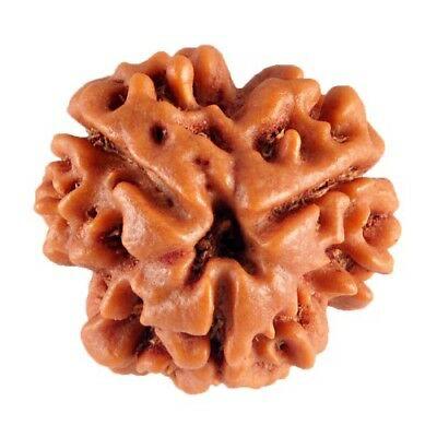 Three Face Rudraksha