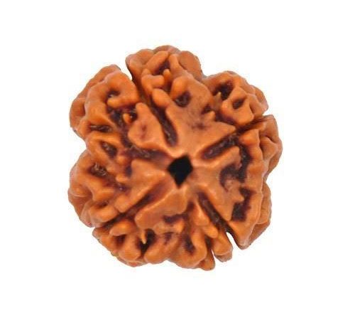 Four Face Rudraksha