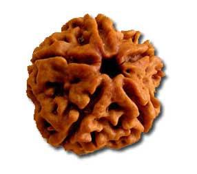 Five Face Rudraksha