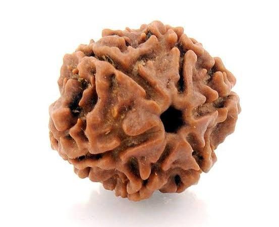 Six Face Rudraksha