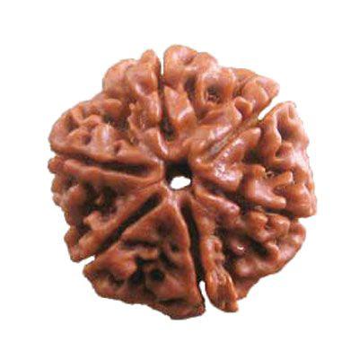 Seven Face Rudraksha