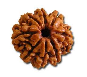 Eight Face Rudraksha