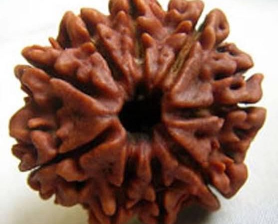 Nine Face Rudraksha