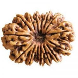 10 Face - Rudraksha Collected Beads