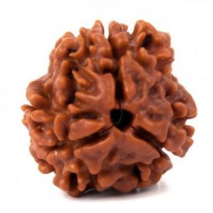 15 Face - Rudraksha