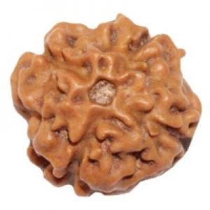 16 Face - Rudraksha
