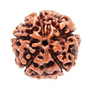 17 Face - Rudraksha