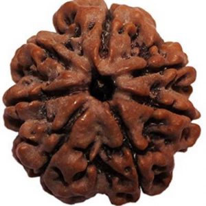 18 Face - Rudraksha
