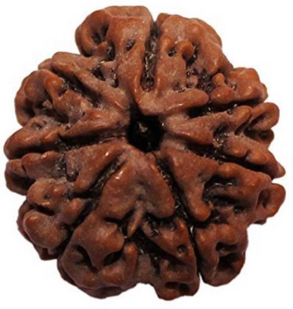 18 Face - Rudraksha