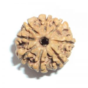 21 Face - Rudraksha